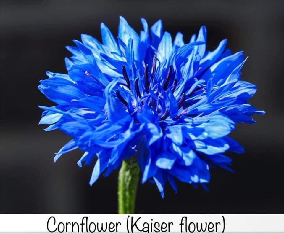 Cornflower blue